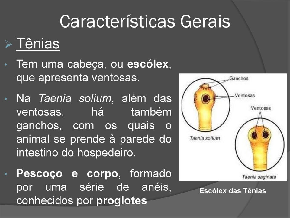 Na Taenia solium, além das ventosas, há também ganchos, com os quais o