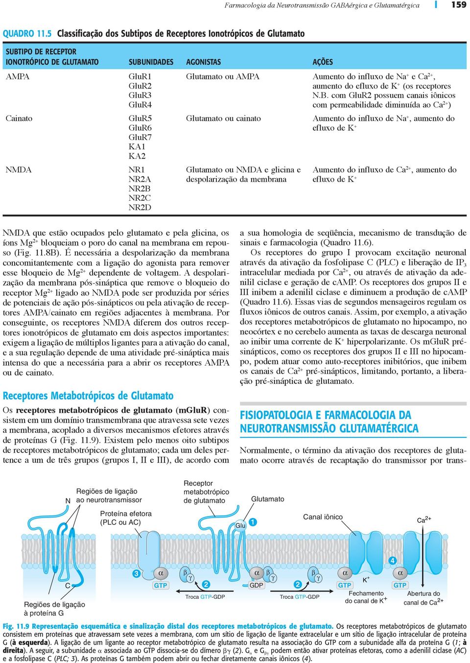 NR2D tamato ou AMPA Aumento do influxo de Na + e Ca 2+, aumento do efluxo de K + (os receptores N.B.