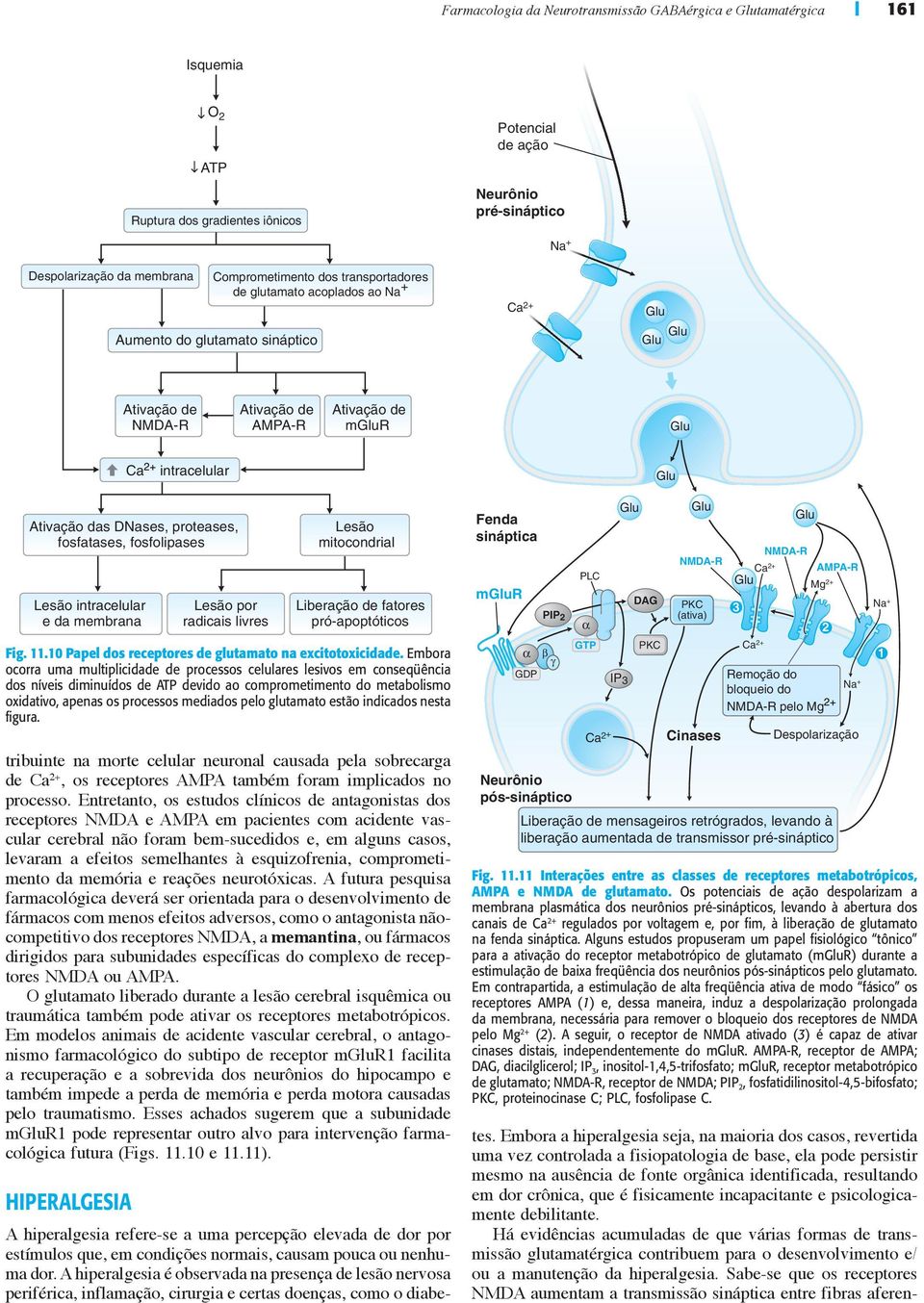 fosfatases, fosfolipases Lesão intracelular e da membrana tribuinte na morte celular neuronal causada pela sobrecarga de Ca 2+, os receptores AMPA também foram implicados no processo.