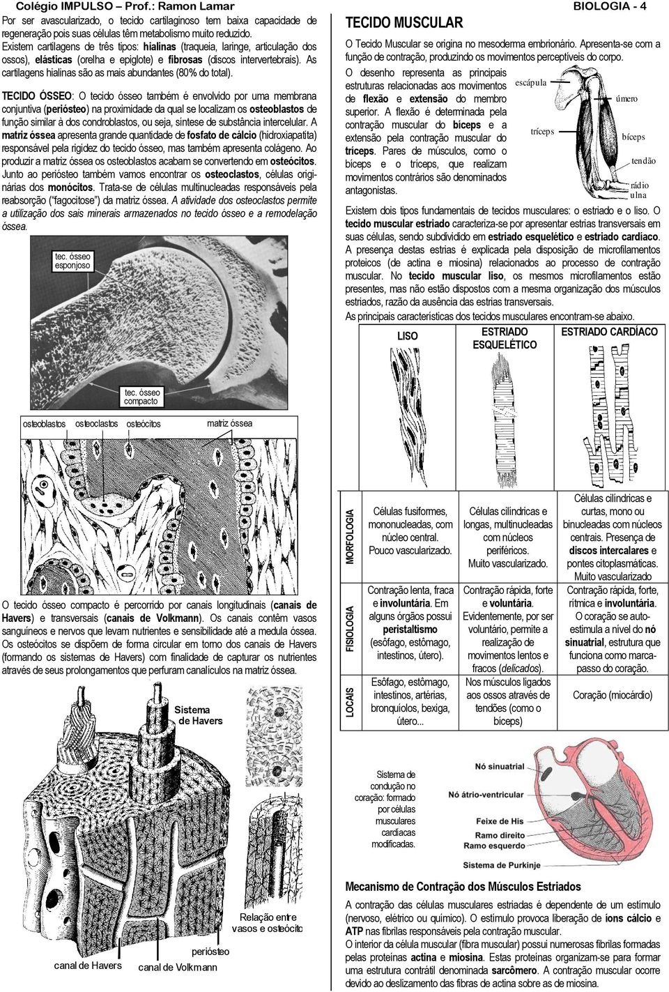 Existem cartilagens de três tipos: hialinas (traqueia, laringe, articulação dos O Tecido Muscular se origina no mesoderma embrionário.