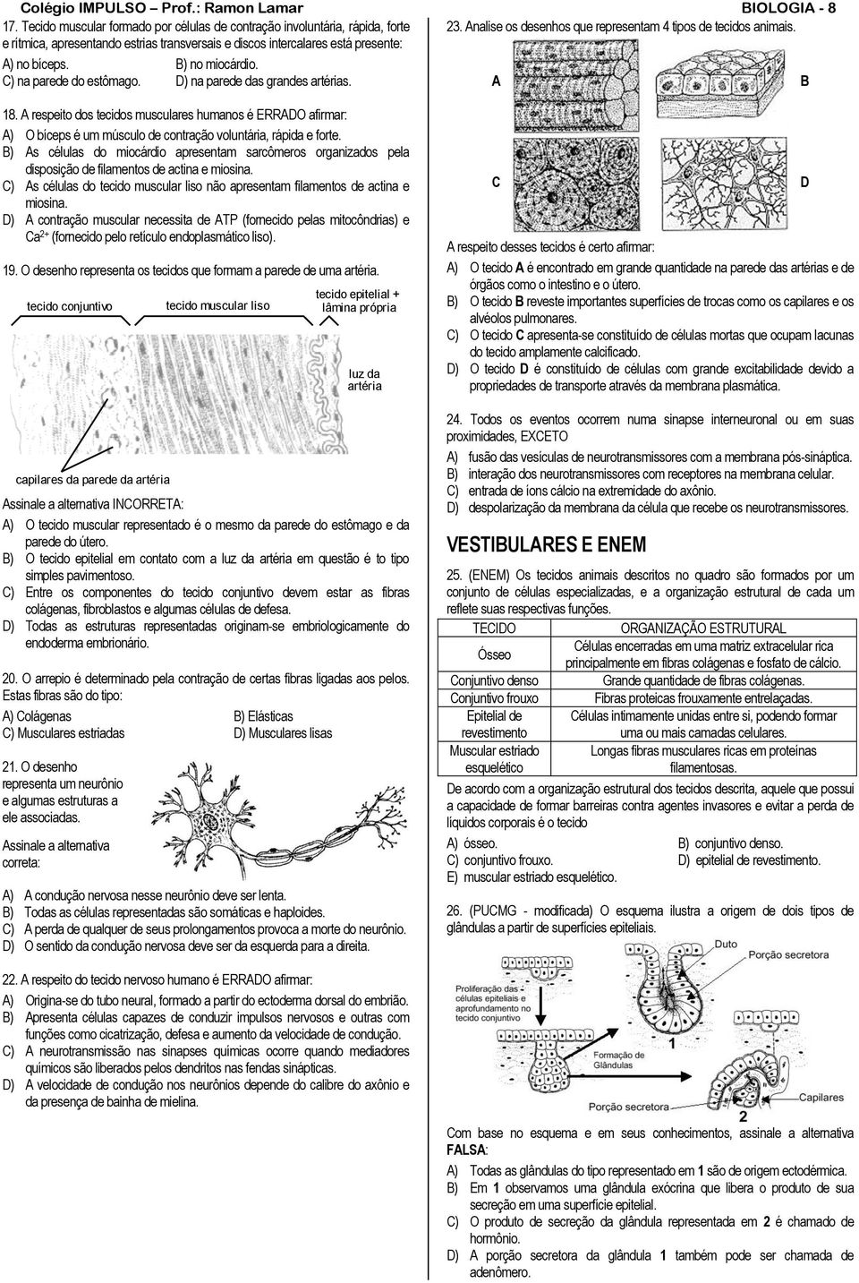 A respeito dos tecidos musculares humanos é ERRADO afirmar: A) O bíceps é um músculo de contração voluntária, rápida e forte.