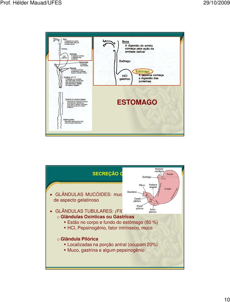 Estão no corpo e fundo do estômago (80 %) HCl, Pepsinogênio, fator intrínseco, muco o