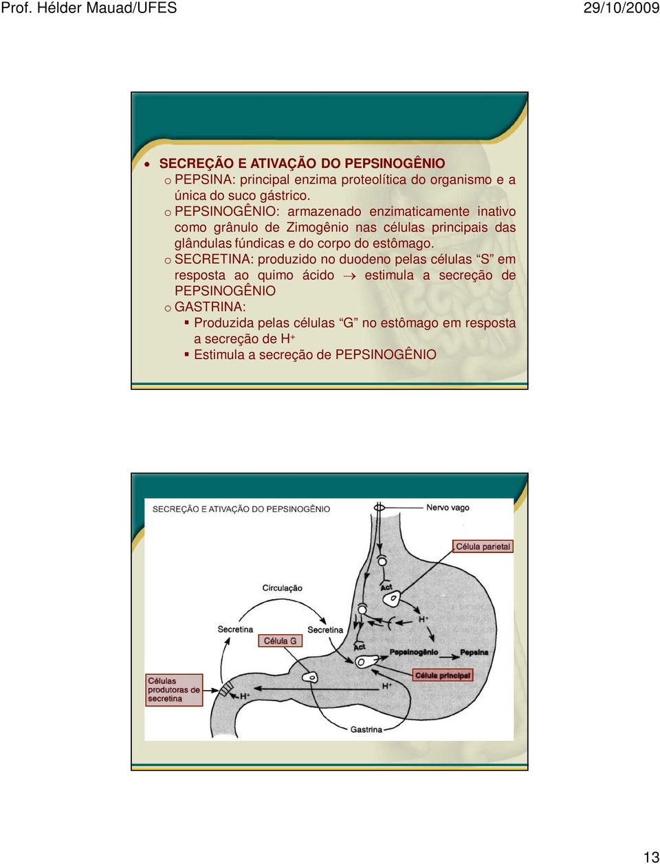 e do corpo do estômago.