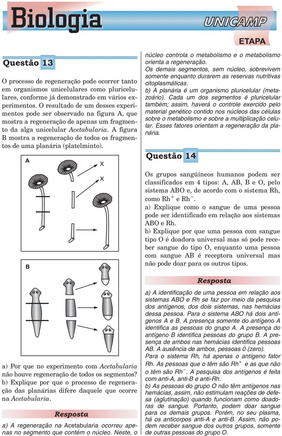 A figura B mostra a regeneração de todos os fragmentos de uma planária (platelminto). núcleocontrolaometabolismoeometabolismo orienta a regeneração.