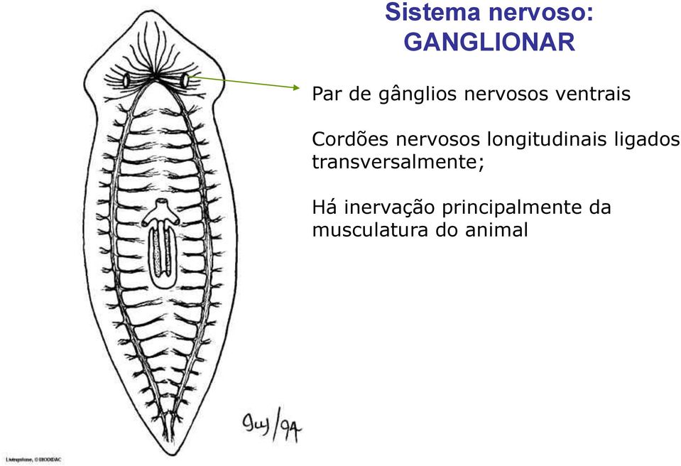 nervosos longitudinais ligados