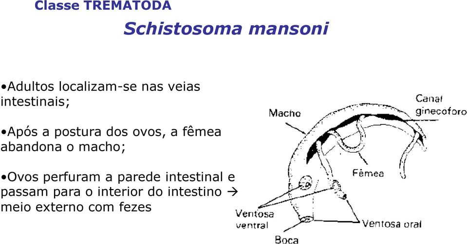 ovos, a fêmea abandona o macho; Ovos perfuram a parede