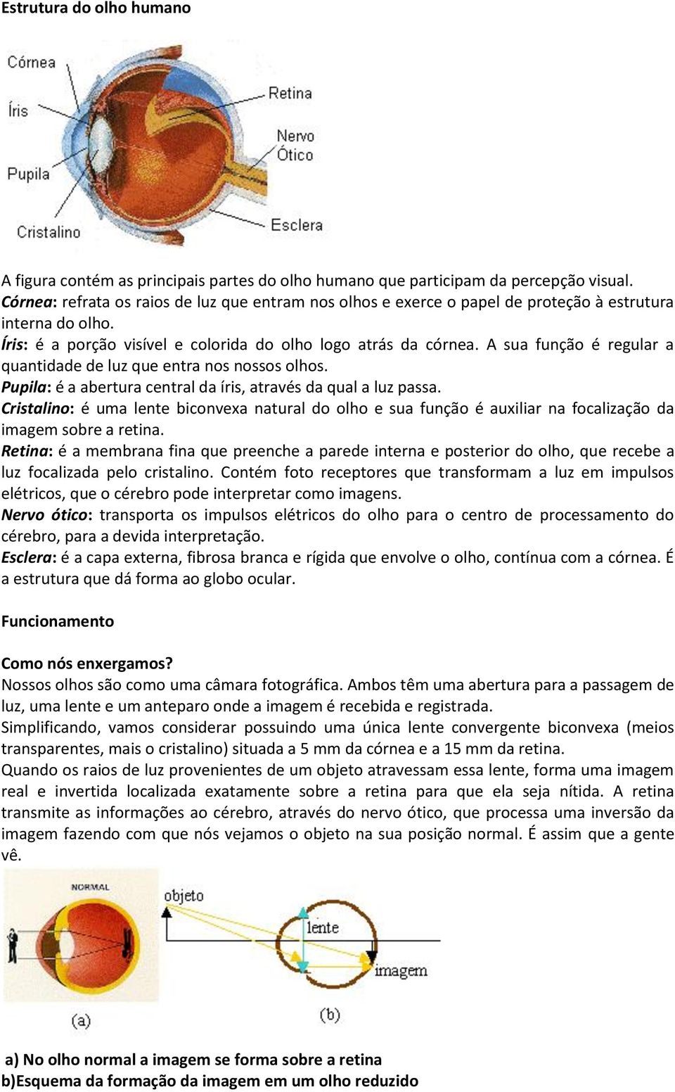 A sua função é regular a quantidade de luz que entra nos nossos olhos. Pupila: é a abertura central da íris, através da qual a luz passa.