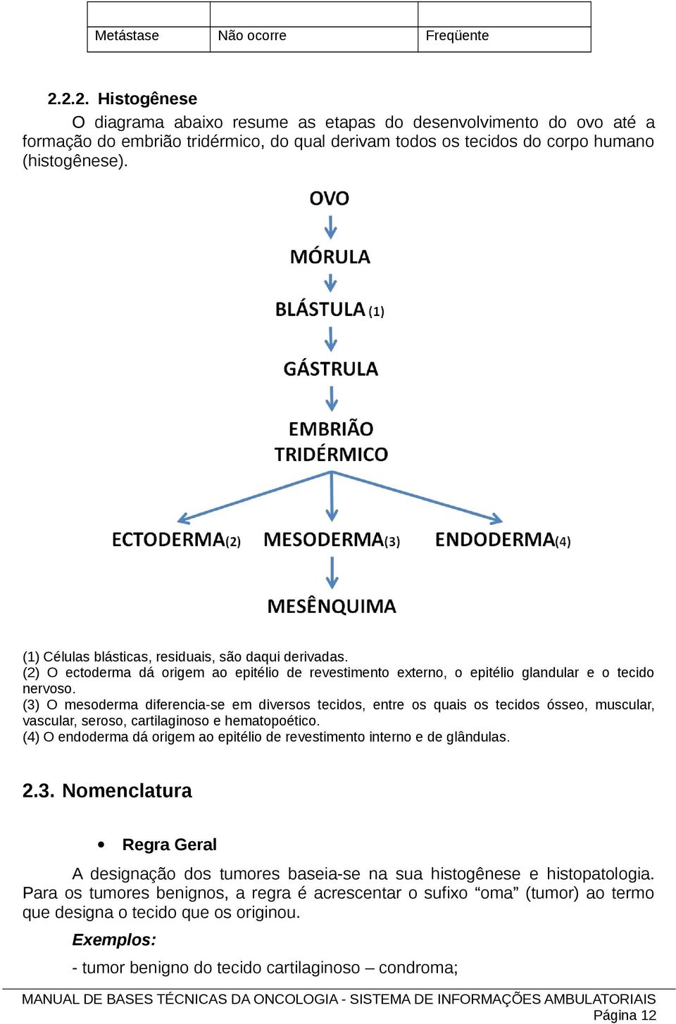 (1) Células blásticas, residuais, são daqui derivadas. (2) O ectoderma dá origem ao epitélio de revestimento externo, o epitélio glandular e o tecido nervoso.