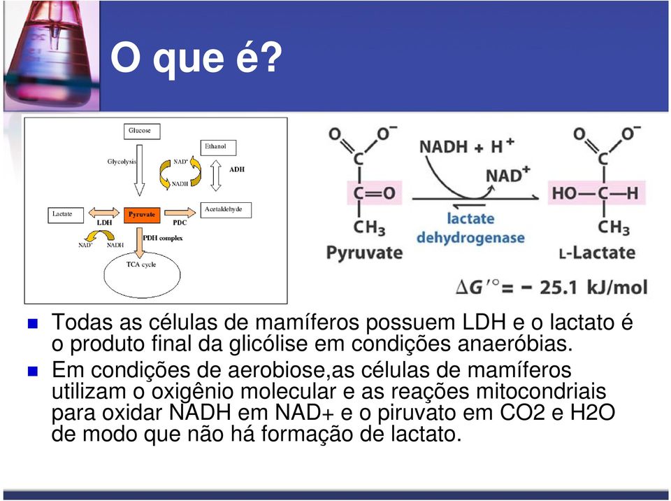 glicólise em condições anaeróbias.