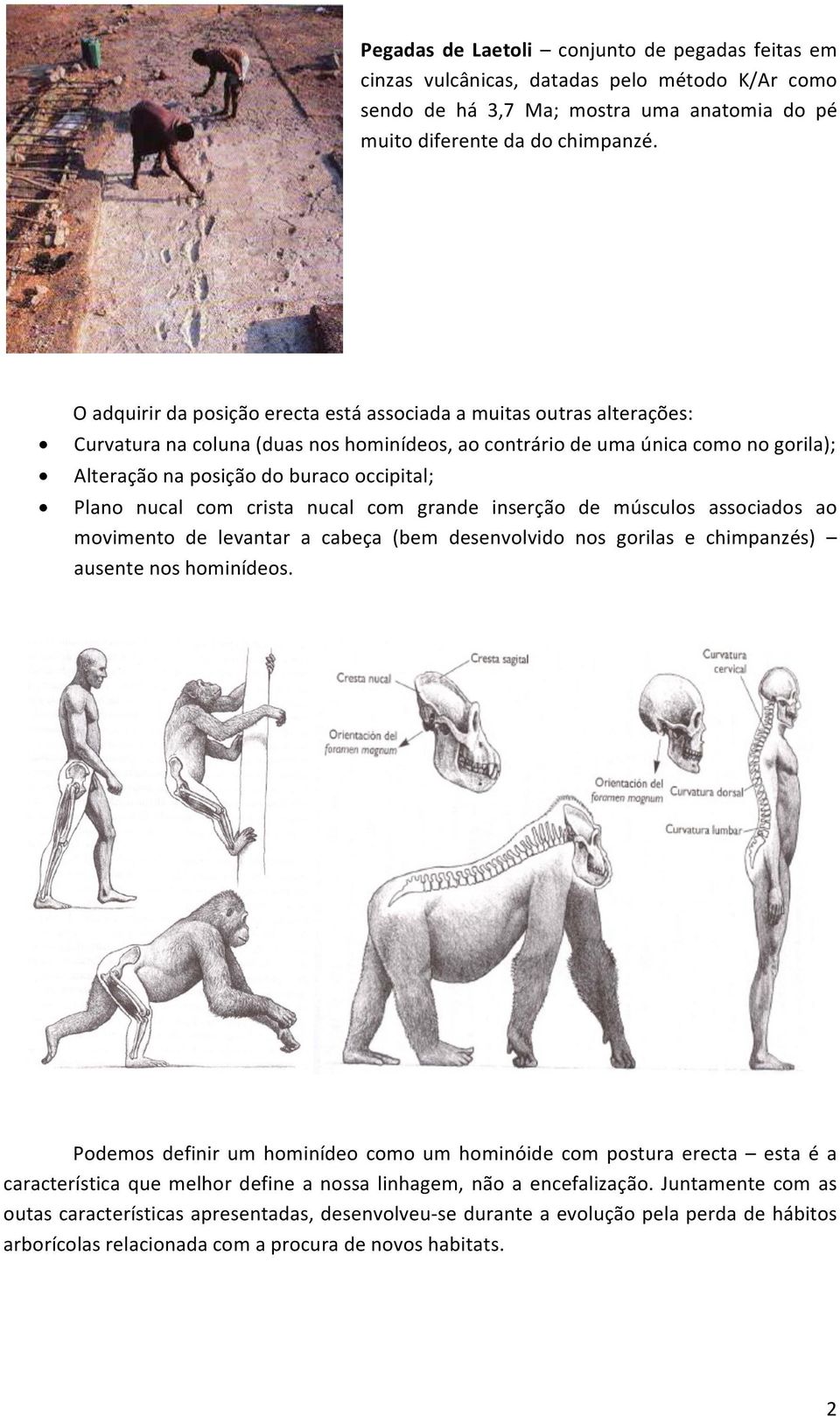 Plano nucal com crista nucal com grande inserção de músculos associados ao movimento de levantar a cabeça (bem desenvolvido nos gorilas e chimpanzés) ausente nos hominídeos.