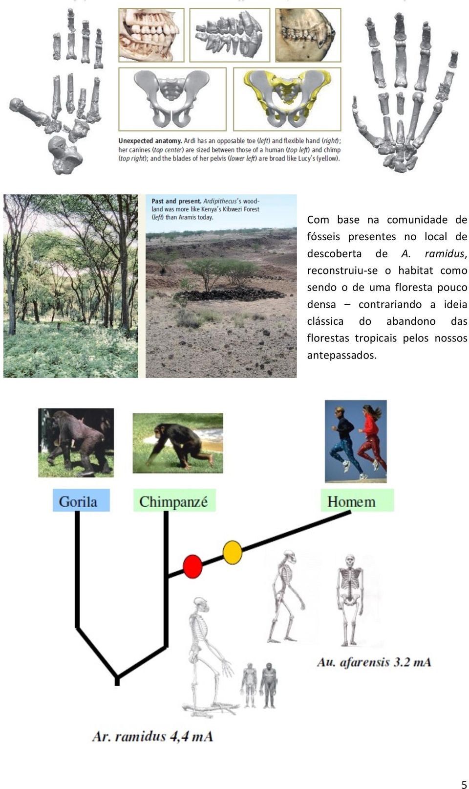 ramidus, reconstruiu- se o habitat como sendo o de uma