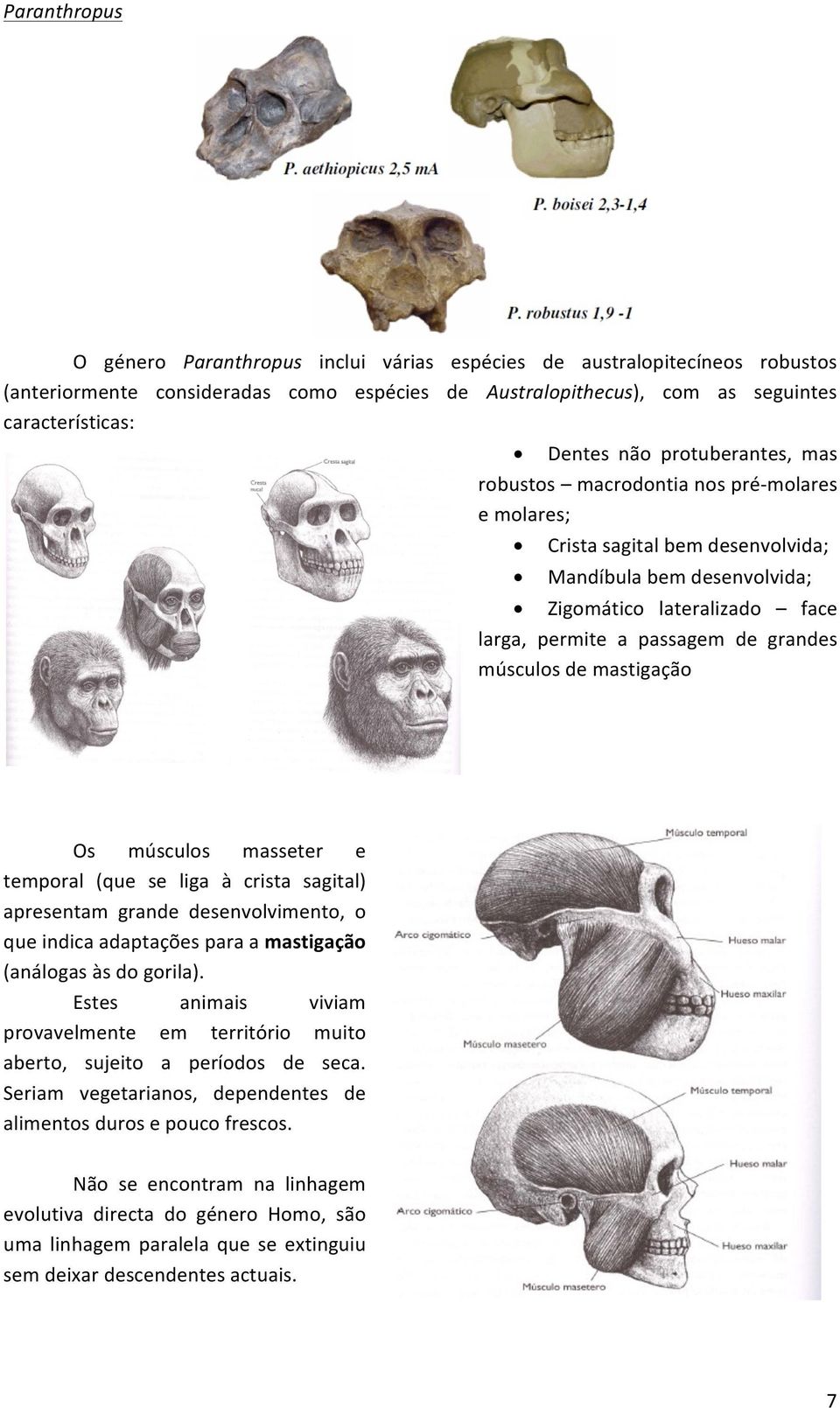 músculos de mastigação Os músculos masseter e temporal (que se liga à crista sagital) apresentam grande desenvolvimento, o que indica adaptações para a mastigação (análogas às do gorila).