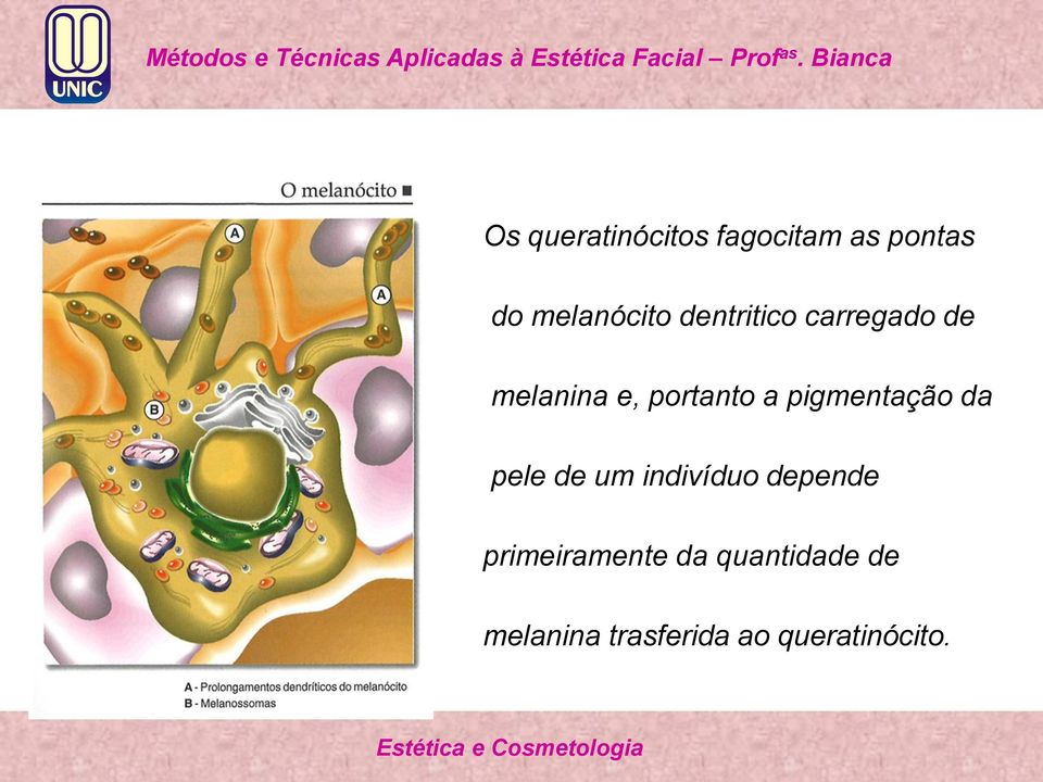 pigmentação da pele de um indivíduo depende