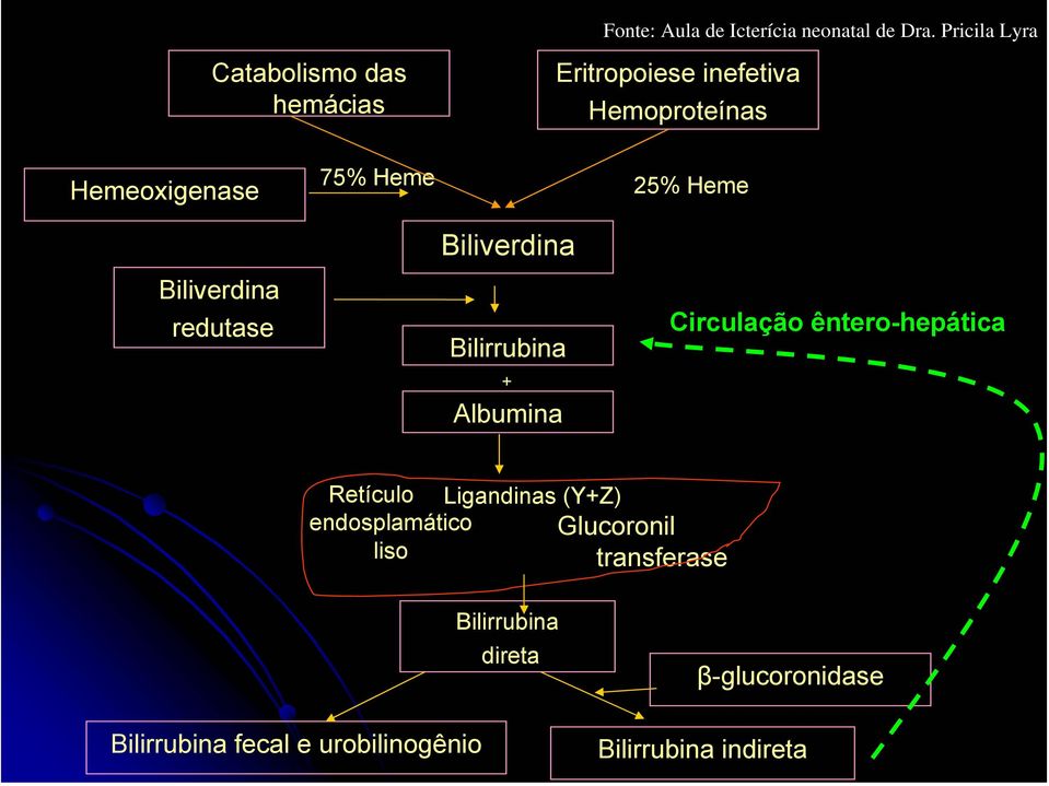 redutase Biliverdina Bilirrubina + Albumina Circulação êntero-hepática Retículo Ligandinas (Y+Z)