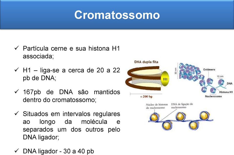 cromatossomo; Situados em intervalos regulares ao longo da molécula