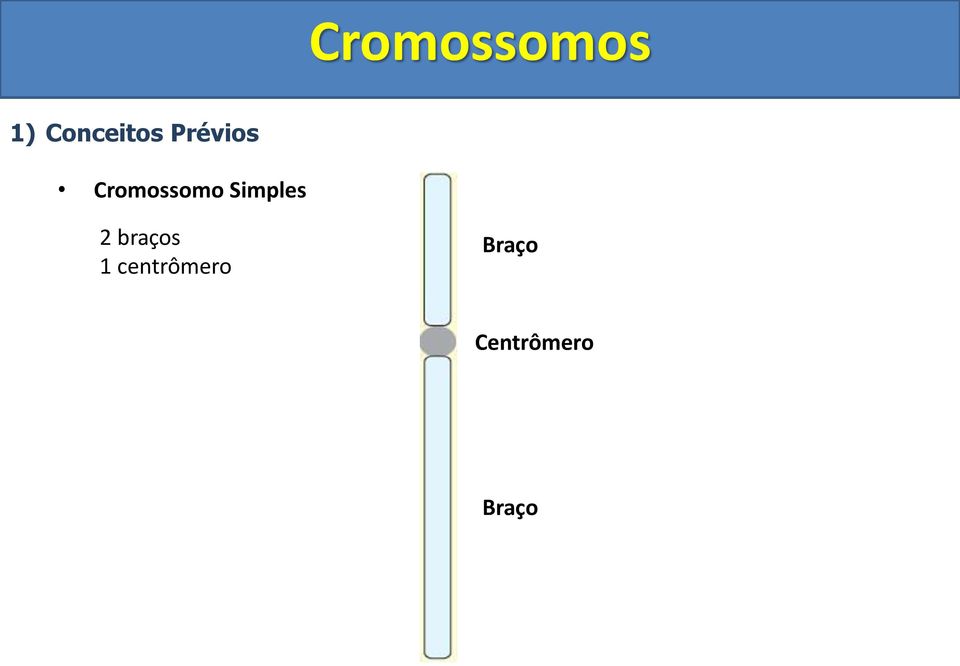 Cromossomo Simples 2