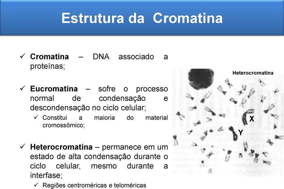 maioria do material cromossômico; Heterocromatina permanece em um estado de alta