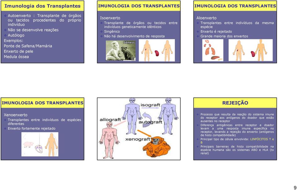 Aloenxerto Transplantes entre indivíduos da mesma espécie Enxerto é rejeitado Grande maioria dos enxertos IMUNOLOGIA DOS TRANSPLANTES IMUNOLOGIA DOS TRANSPLANTES REJEIÇÃO Xenoenxerto Transplantes