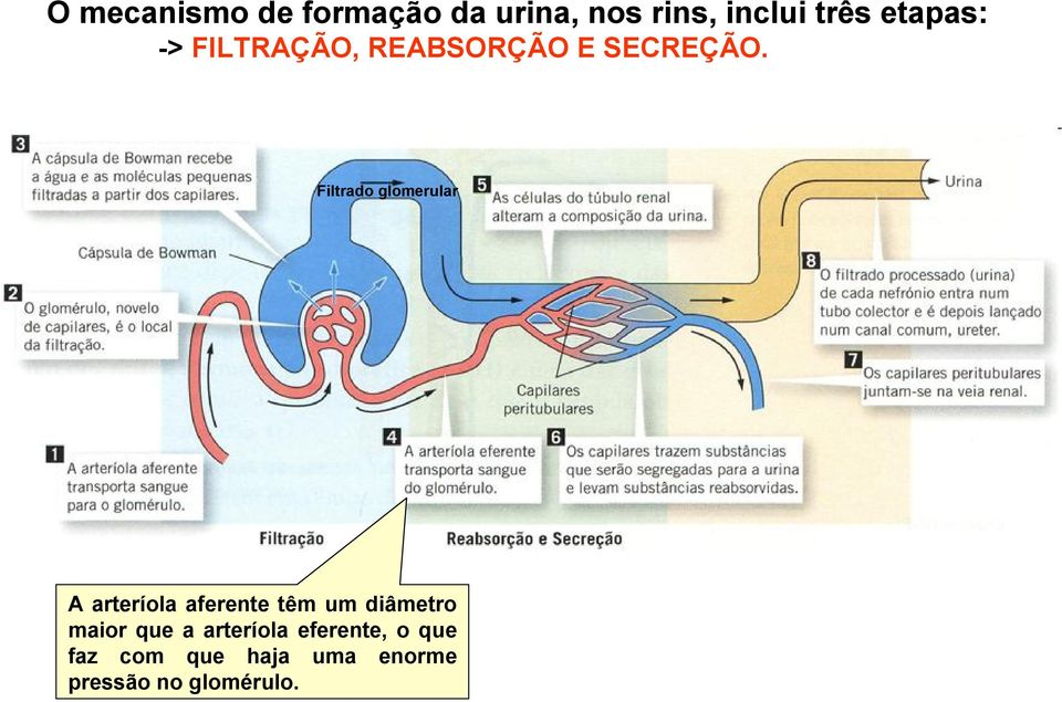 Filtrado glomerular A arteríola aferente têm um diâmetro