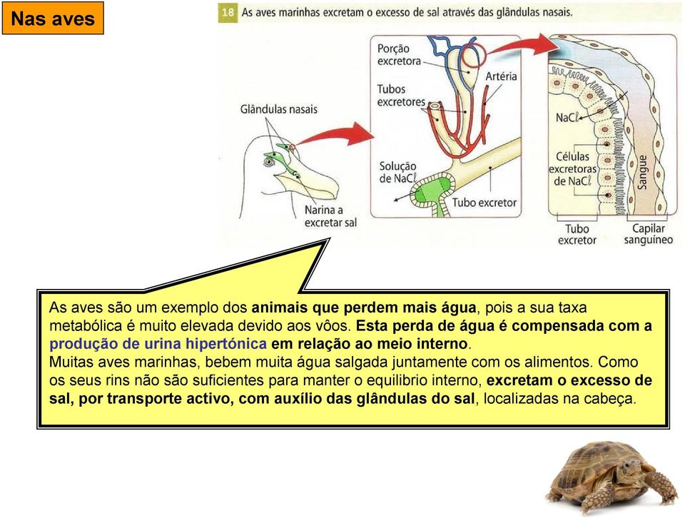 Muitas aves marinhas, bebem muita água salgada juntamente com os alimentos.