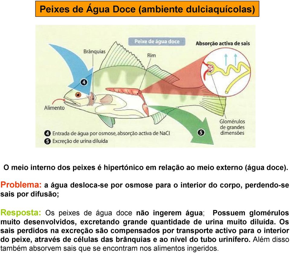 Possuem glomérulos muito desenvolvidos, excretando grande quantidade de urina muito diluída.