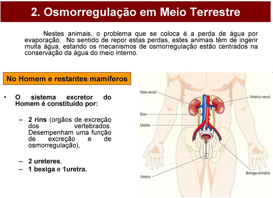 centrados na conservação da água do meio interno.