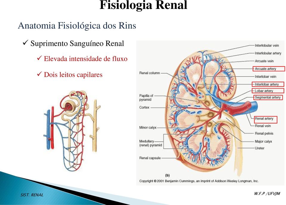 Renal Elevada intensidade