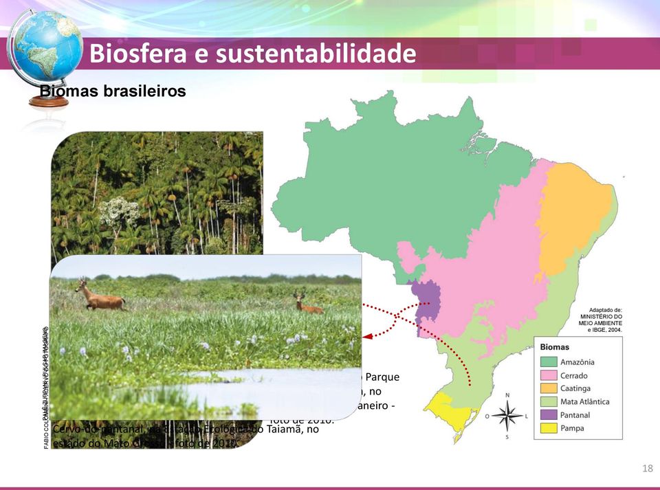 Palmitos-juçara, no Parque Nacional do Itatiaia, no estado do Rio de Janeiro -