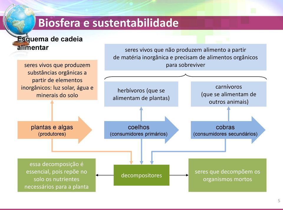 de plantas) carnívoros (que se alimentam de outros animais) plantas e algas (produtores) coelhos (consumidores primários) cobras (consumidores