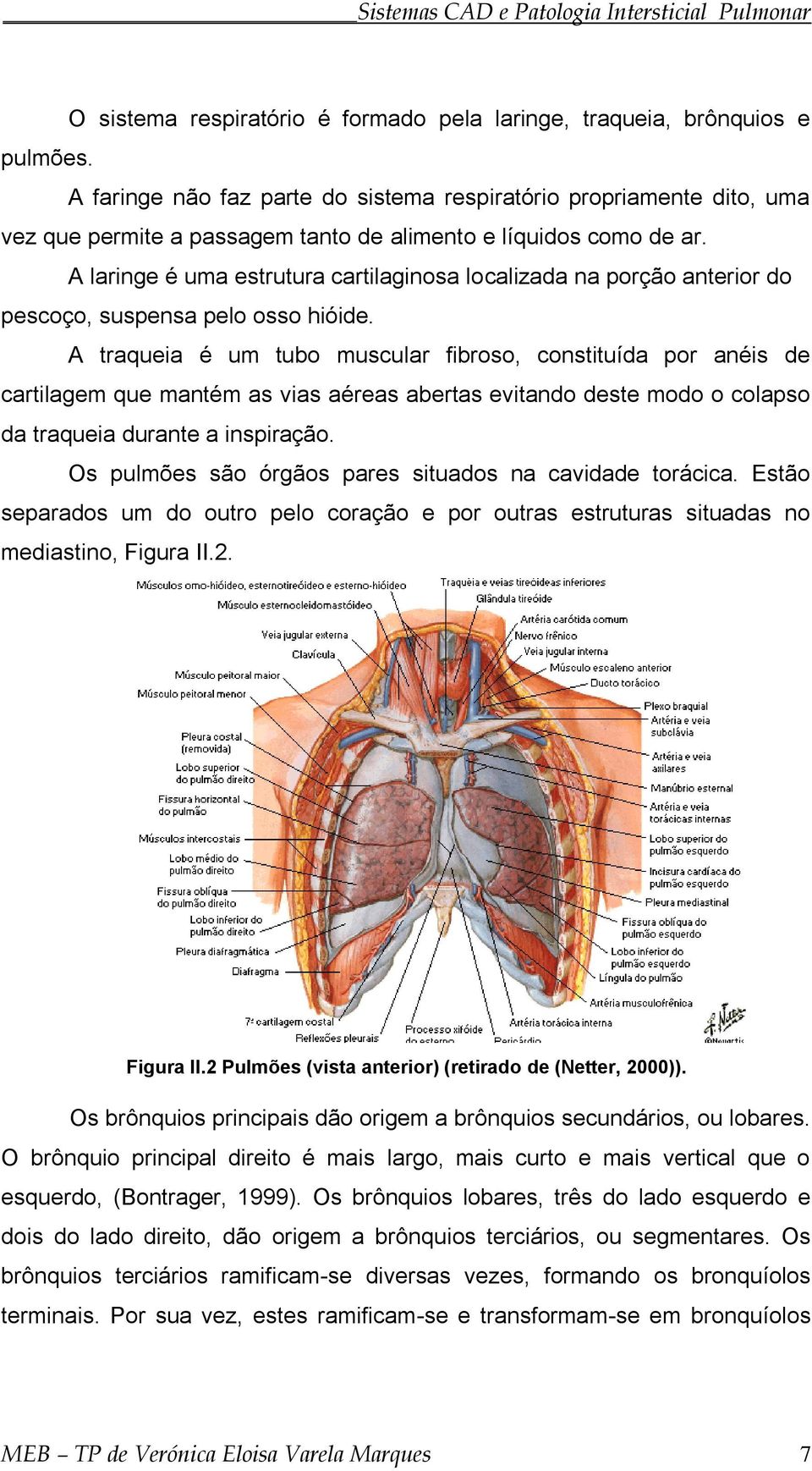 A laringe é uma estrutura cartilaginosa localizada na porção anterior do pescoço, suspensa pelo osso hióide.