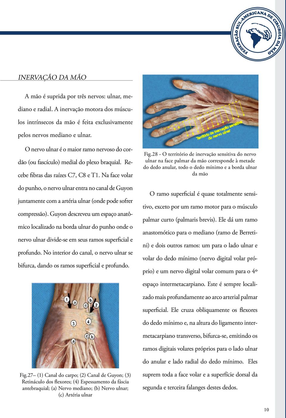 Na face volar do punho, o nervo ulnar entra no canal de Guyon juntamente com a artéria ulnar (onde pode sofrer compressão).