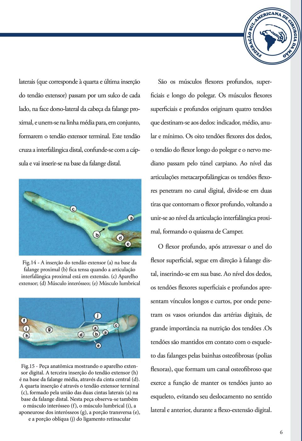 São os músculos flexores profundos, superficiais e longo do polegar. Os músculos flexores superficiais e profundos originam quatro tendões que destinam-se aos dedos: indicador, médio, anular e mínimo.