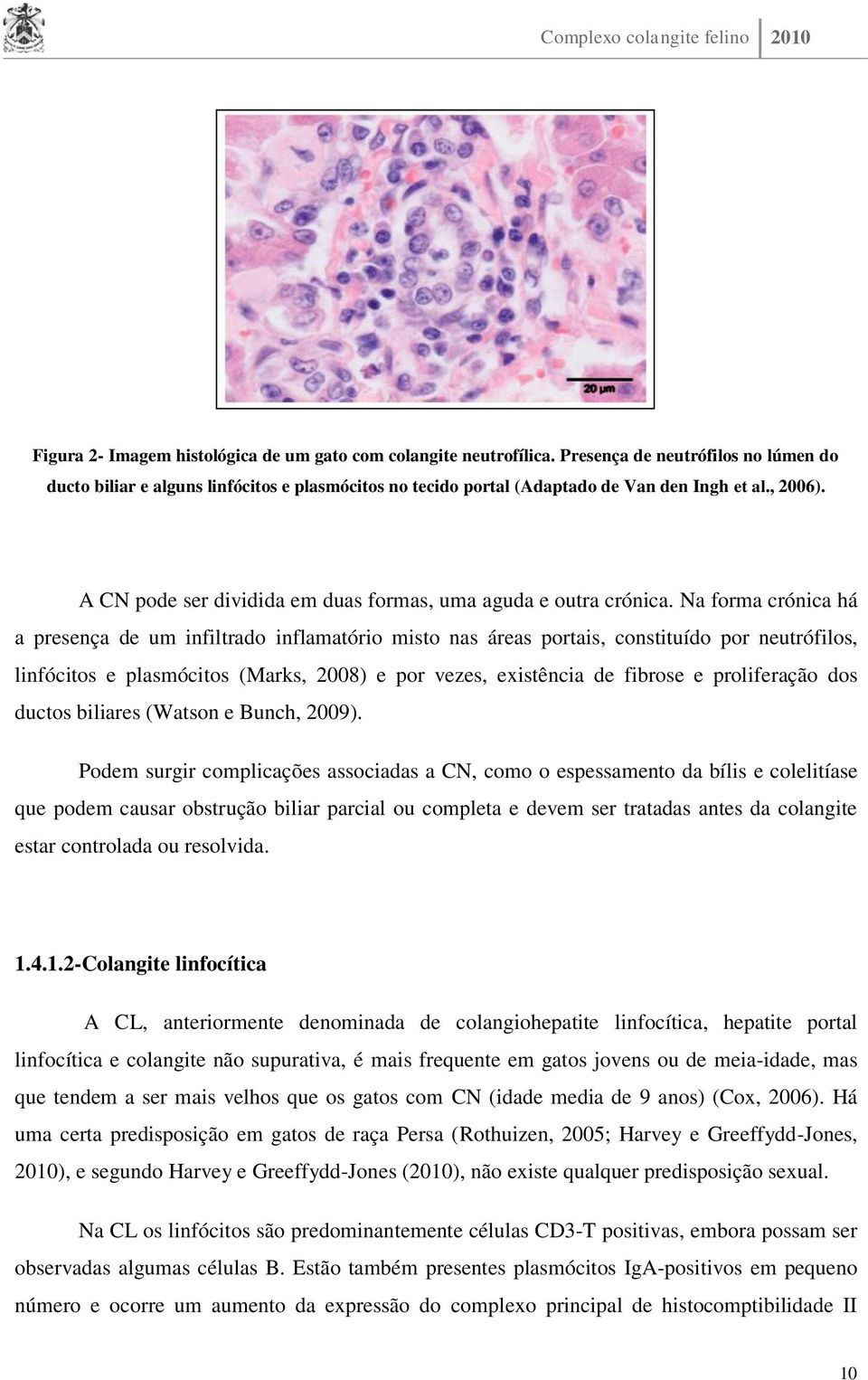 Na forma crónica há a presença de um infiltrado inflamatório misto nas áreas portais, constituído por neutrófilos, linfócitos e plasmócitos (Marks, 2008) e por vezes, existência de fibrose e