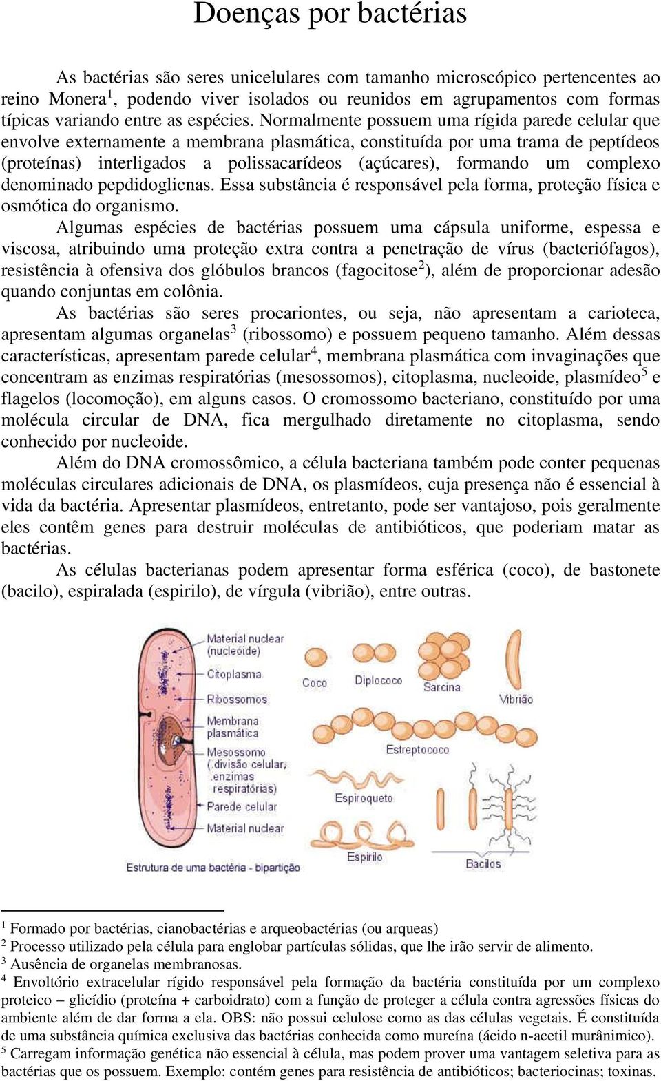 Normalmente possuem uma rígida parede celular que envolve externamente a membrana plasmática, constituída por uma trama de peptídeos (proteínas) interligados a polissacarídeos (açúcares), formando um