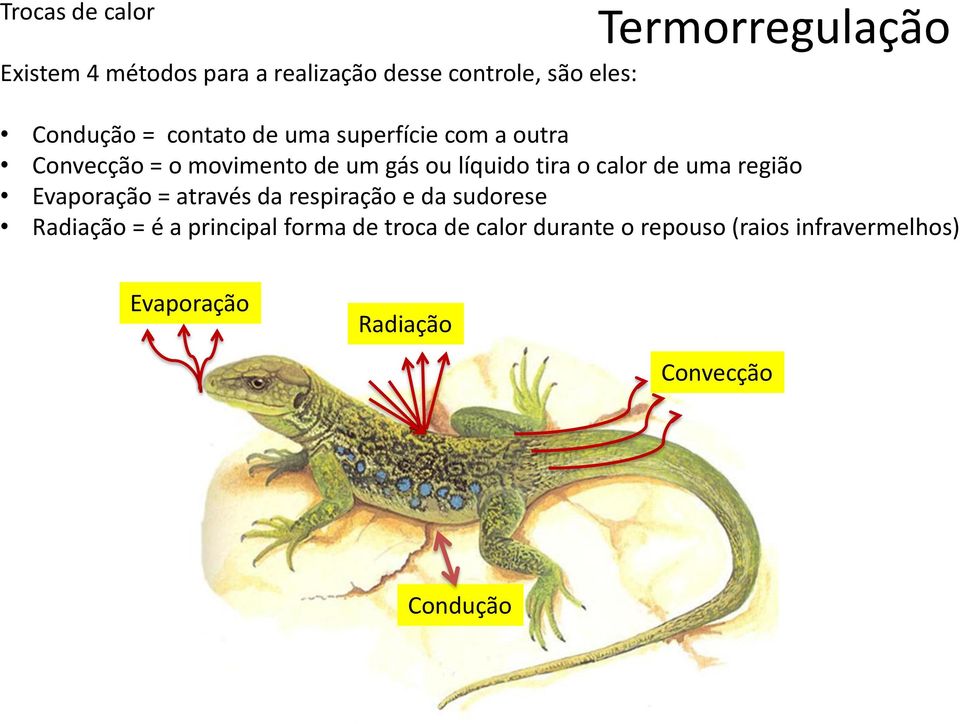 tira o calor de uma região Evaporação = através da respiração e da sudorese Radiação = é a