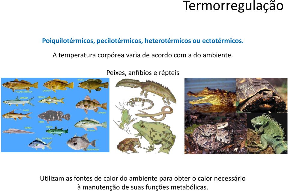 Peixes, anfíbios e répteis Utilizam as fontes de calor do