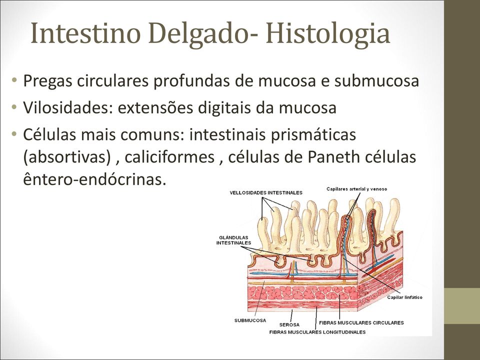 mucosa Células mais comuns: intestinais prismáticas