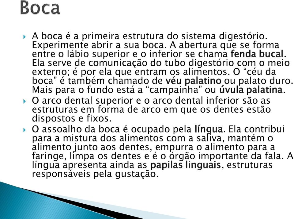 Mais para o fundo está a campainha ou úvula palatina. O arco dental superior e o arco dental inferior são as estruturas em forma de arco em que os dentes estão dispostos e fixos.