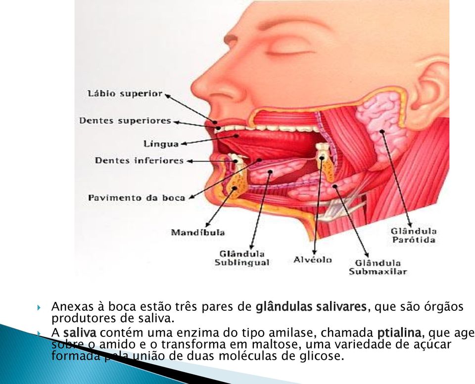 A saliva contém uma enzima do tipo amilase, chamada ptialina, que