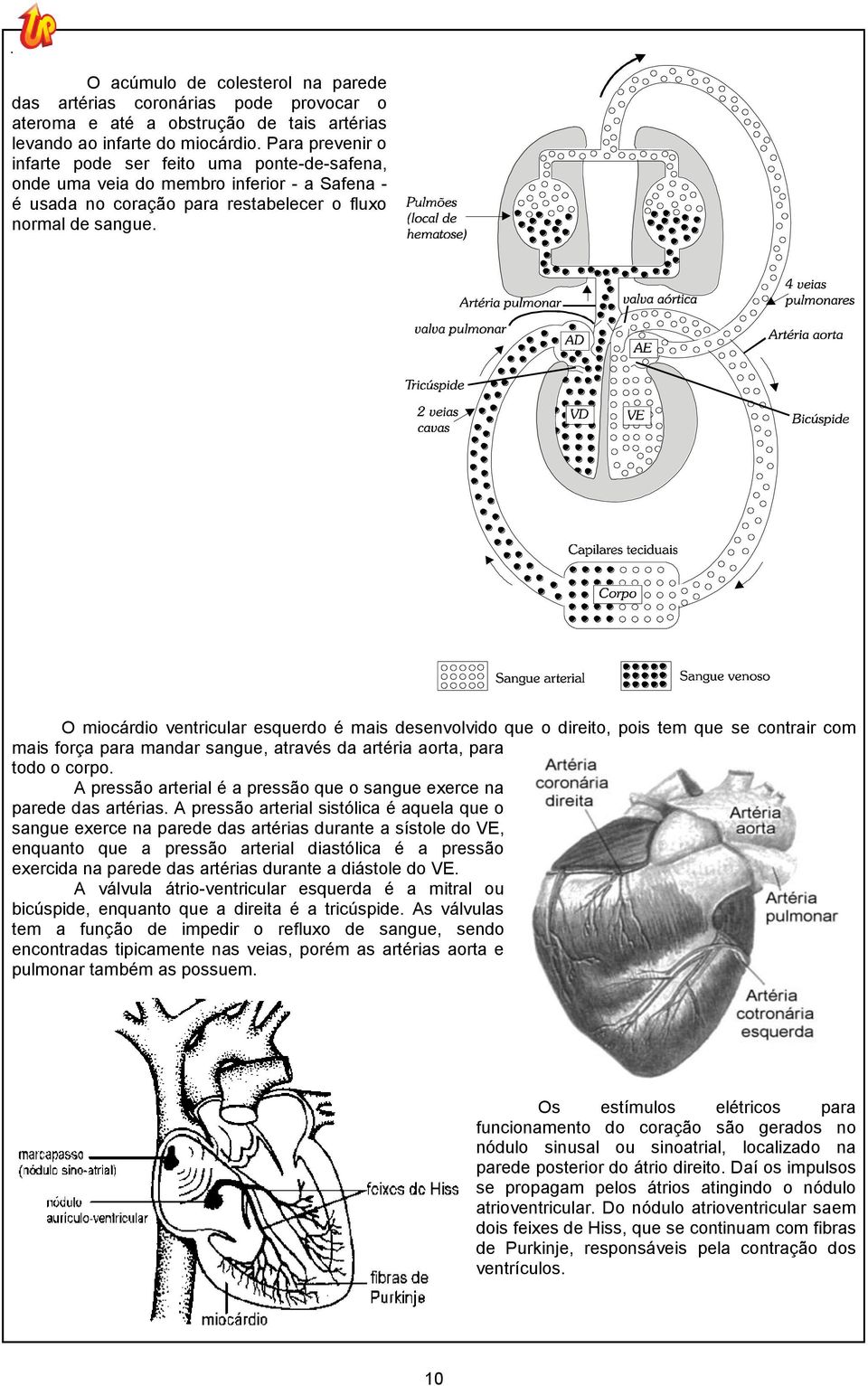 O miocárdio ventricular esquerdo é mais desenvolvido que o direito, pois tem que se contrair com mais força para mandar sangue, através da artéria aorta, para todo o corpo.