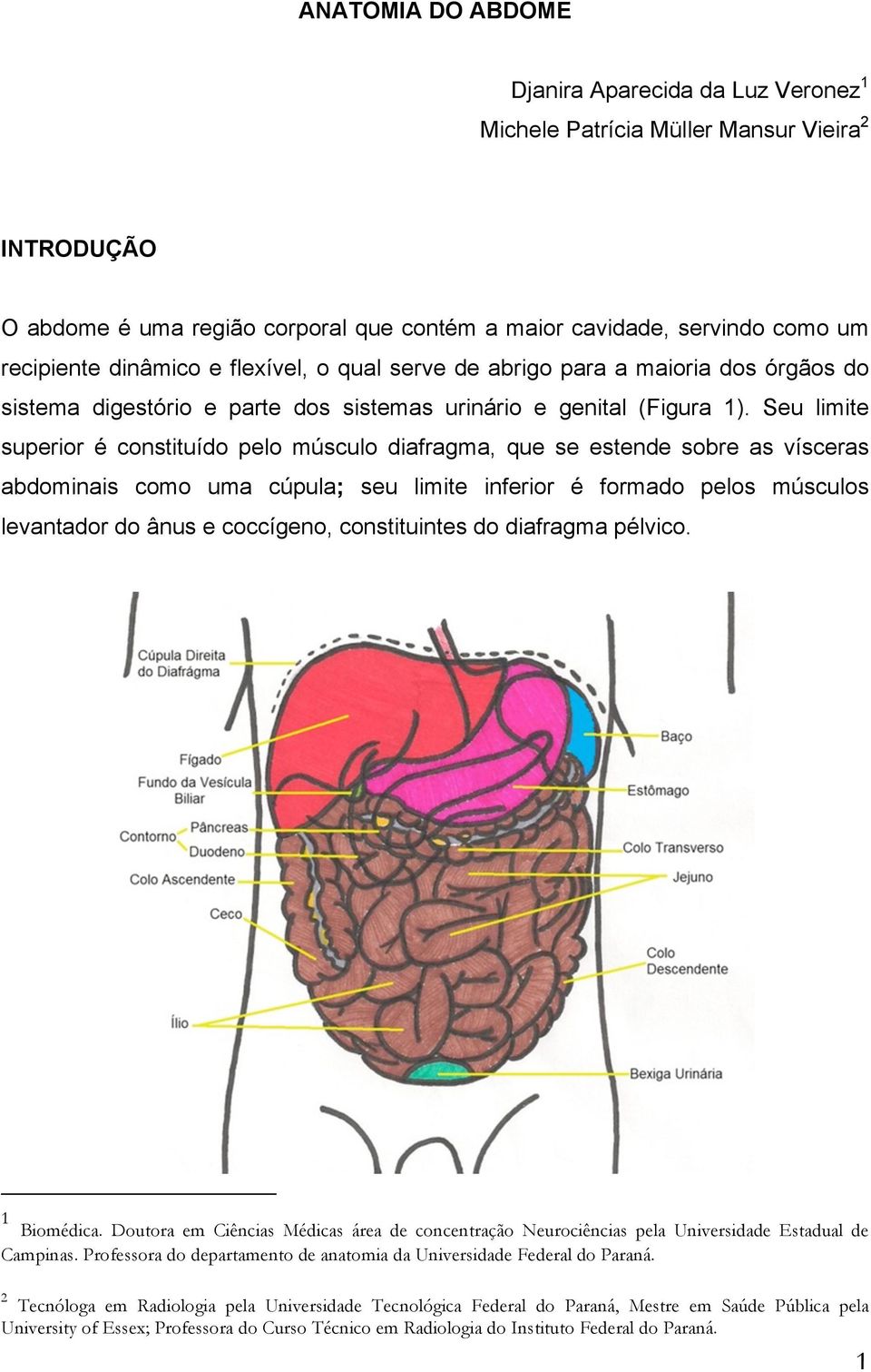 Seu limite superior é constituído pelo músculo diafragma, que se estende sobre as vísceras abdominais como uma cúpula; seu limite inferior é formado pelos músculos levantador do ânus e coccígeno,