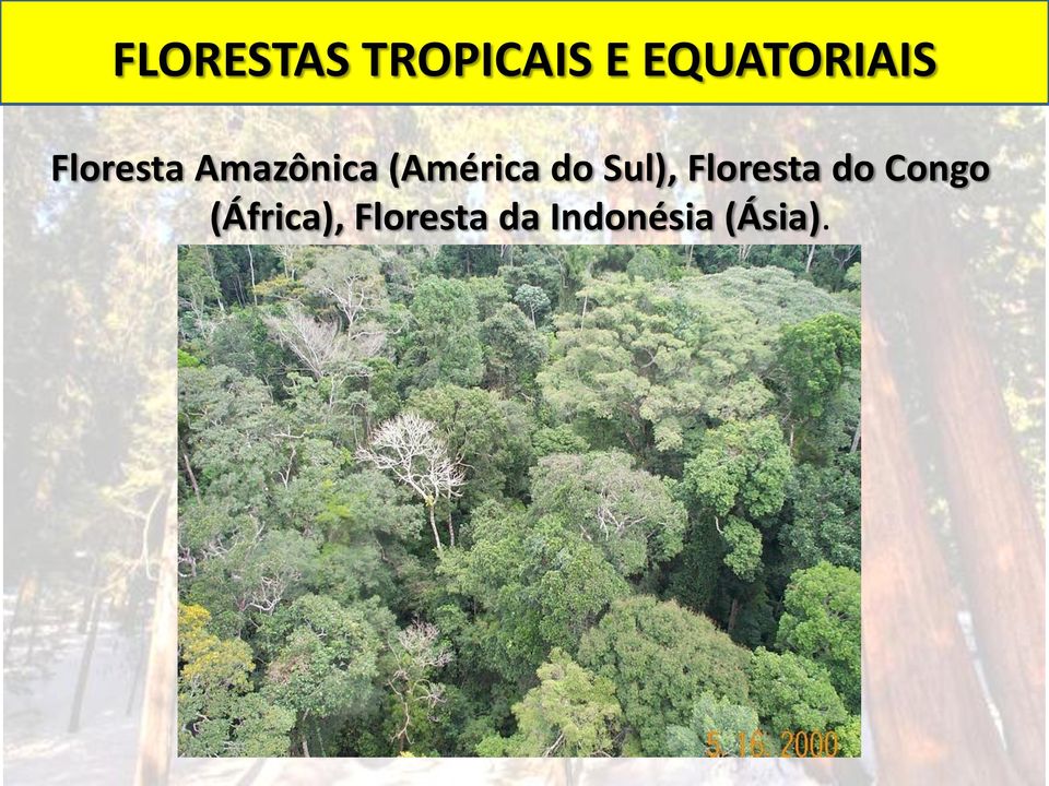 (América do Sul), Floresta do