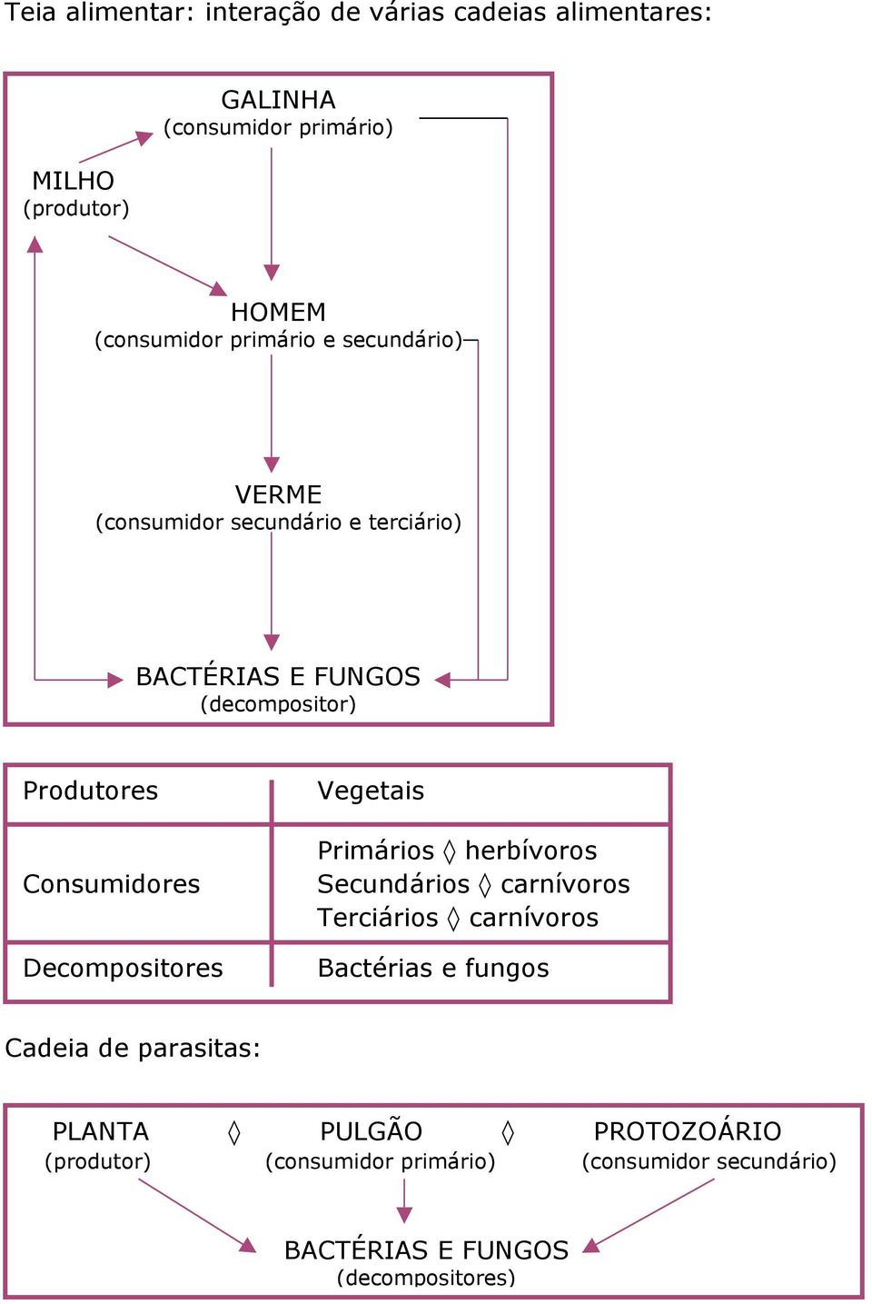 Decompositores Vegetais Primários herbívoros Secundários carnívoros Terciários carnívoros Bactérias e fungos Cadeia de