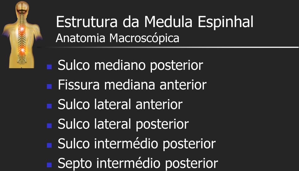 mediana anterior Sulco lateral anterior Sulco