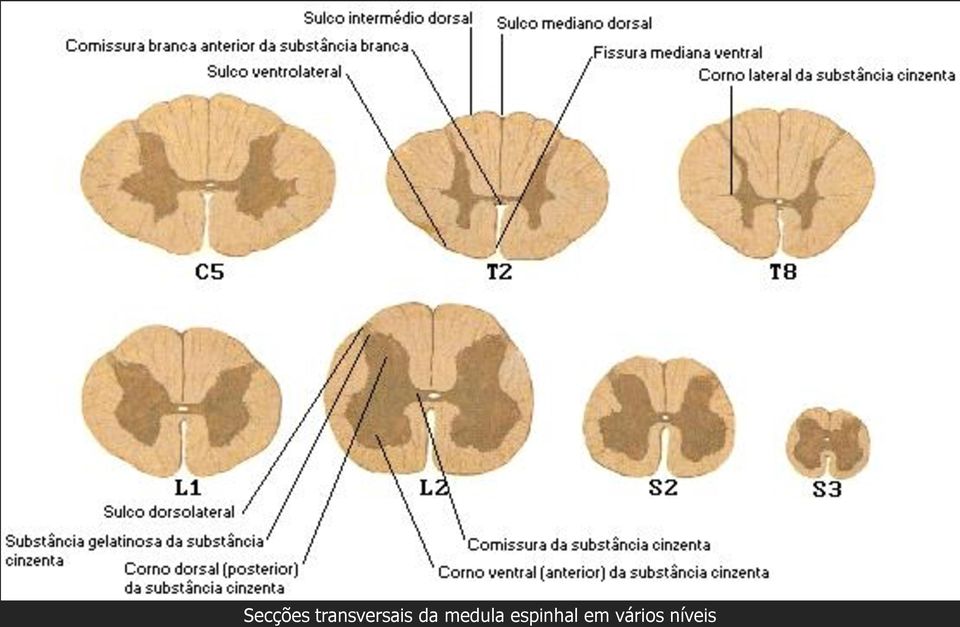 da medula