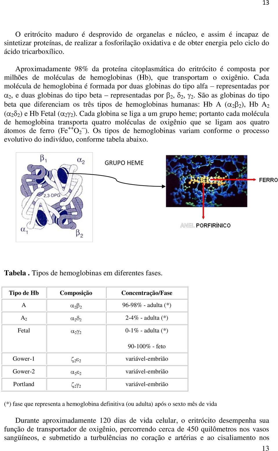 Cada molécula de hemoglobina é formada por duas globinas do tipo alfa representadas por 2, e duas globinas do tipo beta representadas por 2, 2, 2.