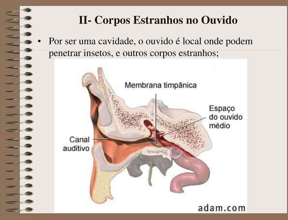 é local onde podem penetrar