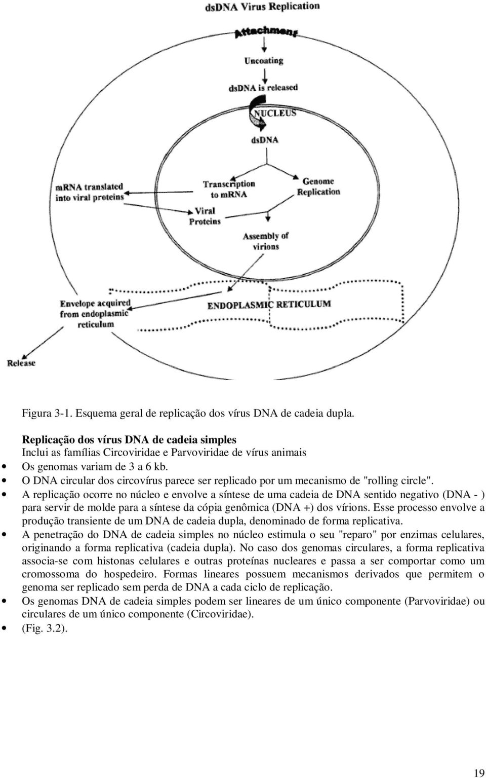 O DNA circular dos circovírus parece ser replicado por um mecanismo de "rolling circle".