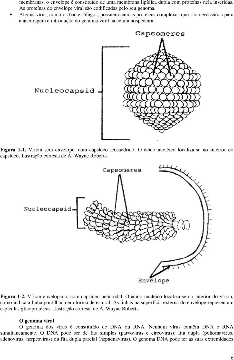 Vírion sem envelope, com capsídeo icosaédrico. O ácido nucléico localiza-se no interior do capsídeo. Ilustração cortesia de A. Wayne Roberts. Figura 1-2. Vírion envelopado, com capsídeo helicoidal.