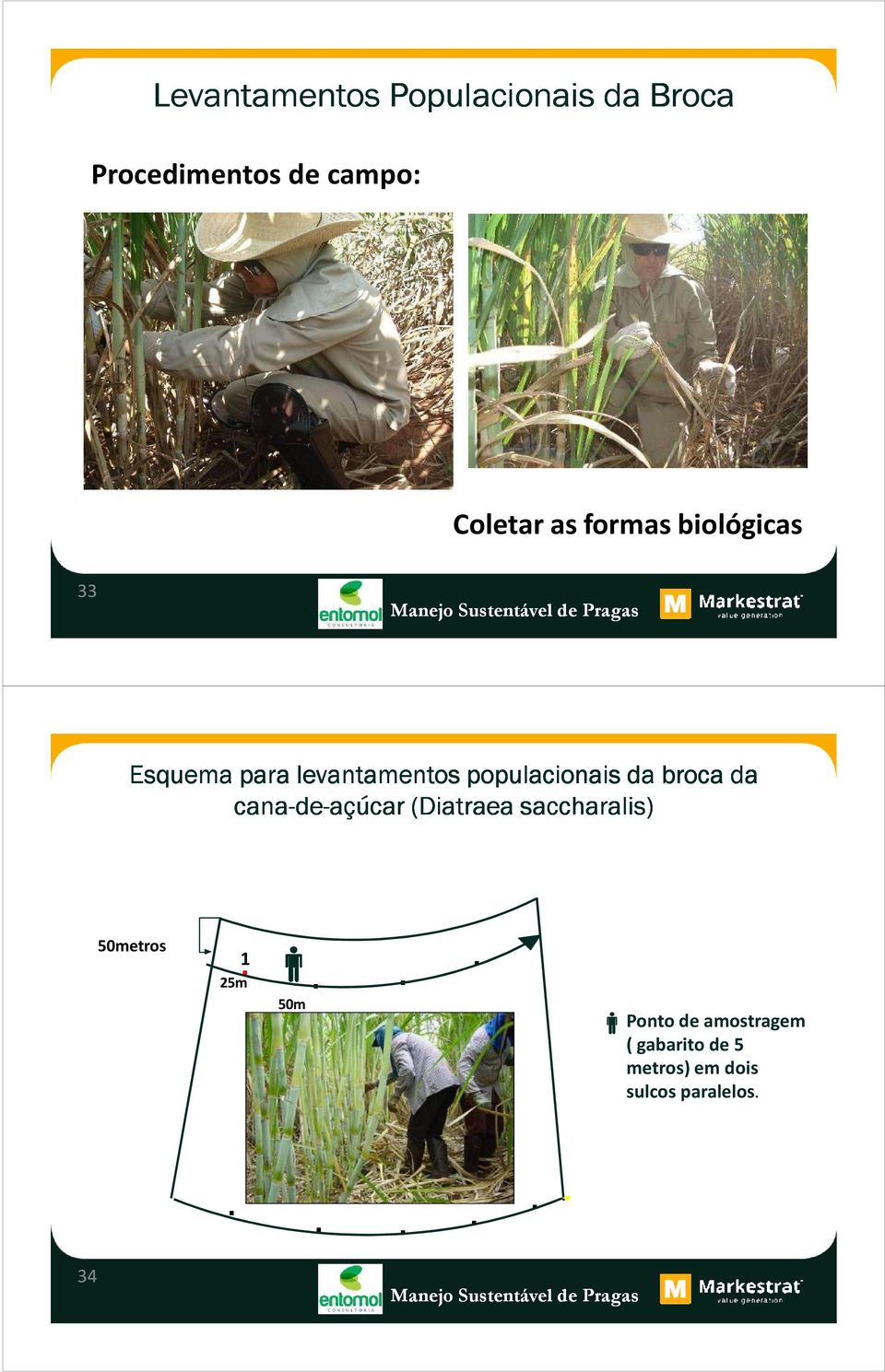 broca da cana-de de-açúcar (Diatraea saccharalis) 50metros 1 25m 50m